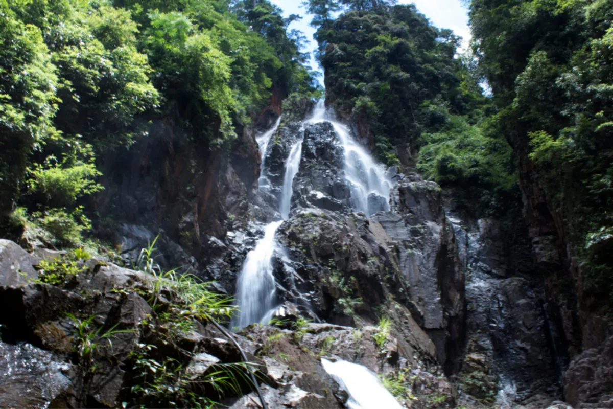 Rainforests & Waterfalls